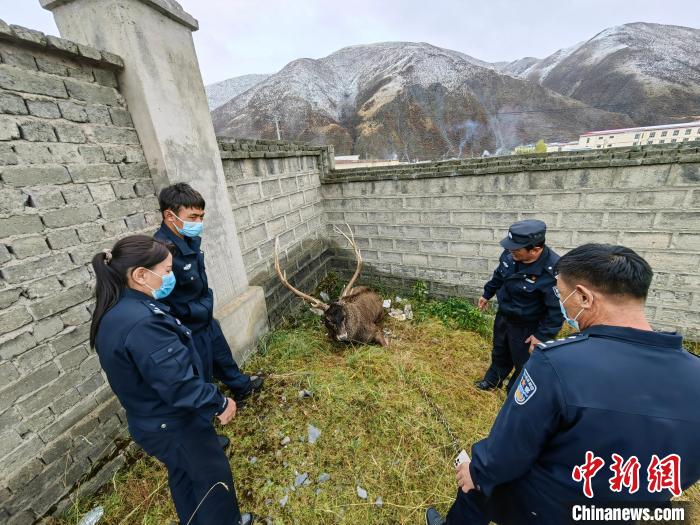 圖為民警查看白唇鹿傷勢?！》Q多縣公安局森林警察大隊(duì)供圖