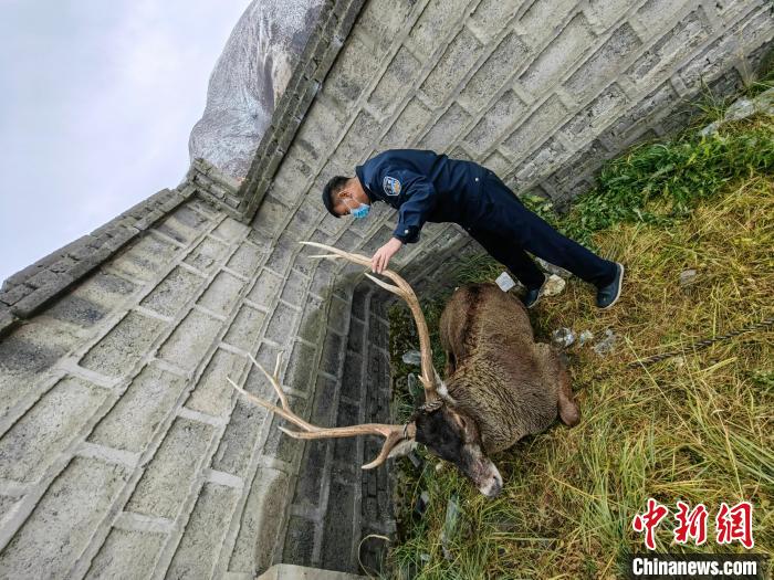 圖為民警查看白唇鹿傷勢?！》Q多縣公安局森林警察大隊(duì)供圖