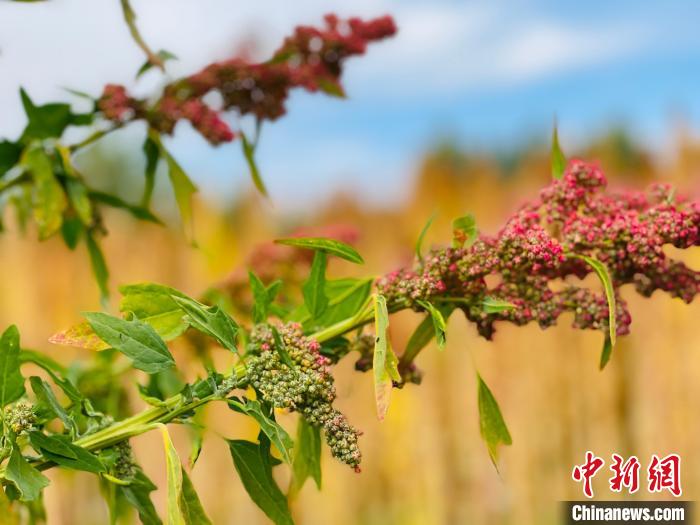 柴達(dá)木盆地藜麥病蟲防害標(biāo)準(zhǔn)發(fā)布實(shí)施