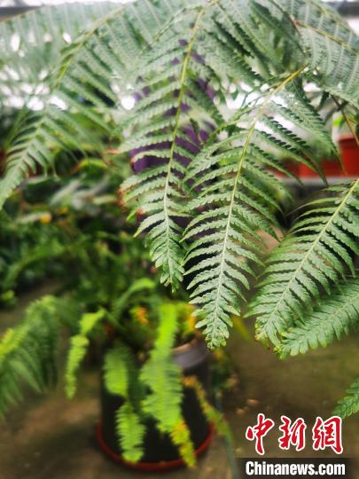 辰山植物園落實專業(yè)技術(shù)人員對土壤營養(yǎng)、水分、溫度等生長環(huán)境進(jìn)行調(diào)節(jié)，為該批金毛狗蕨創(chuàng)造了適宜的生境?！∩虾Ｊ芯G化市容局供圖