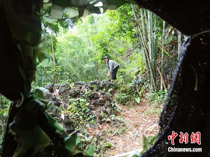 弄崗村村民在鳥坑喂鳥。農林 攝