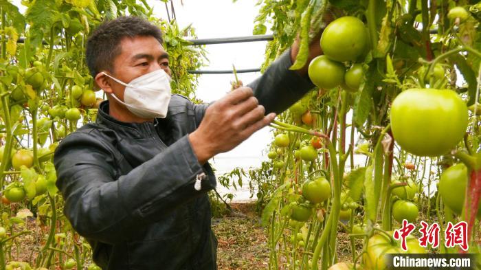 新疆昌吉市二六工鎮(zhèn)大棚蔬菜種植戶張飛正在查看大棚內(nèi)的西紅柿長(zhǎng)勢(shì)情況?！∫笱┚?攝