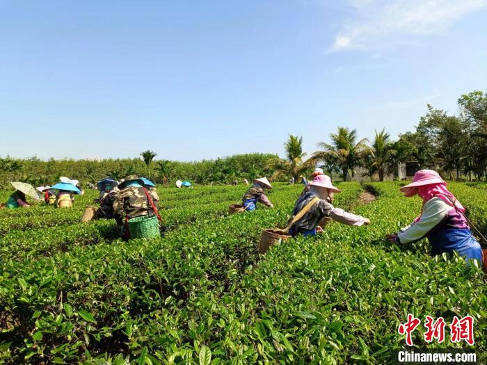 10月13日，在海南省白沙黎族自治縣牙叉鎮(zhèn)的五里路有機茶園，茶農(nóng)正在采摘有機茶葉?！堅潞?攝