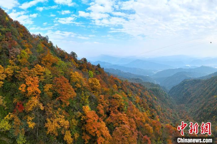 深秋的瓦屋山五彩斑斕，秋色如畫?！⒅铱?攝