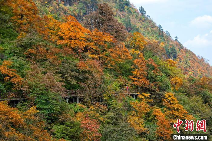 游山步道穿過彩林，美不勝收。　劉忠俊 攝