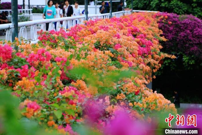 廣州200多座空中花廊綻放姹紫嫣紅扮靚花城