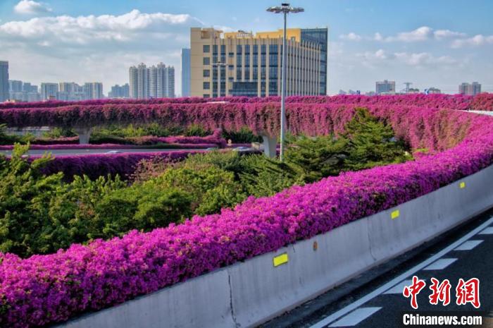 勒杜鵑花開(kāi)正艷 廣州市林業(yè)和園林局 供圖