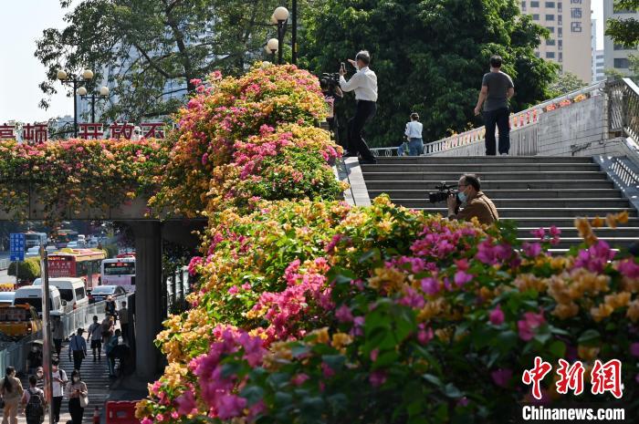 市民對(duì)著人行天橋的勒杜鵑拍攝 陳楚紅 攝