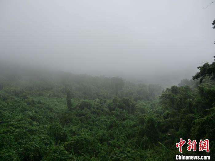 昌江霸王嶺，雨霧繚繞的熱帶雨林?！×栝?攝