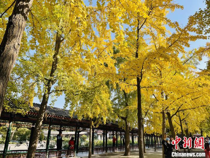 圖為中山公園銀杏林。　北京市公園管理中心供圖