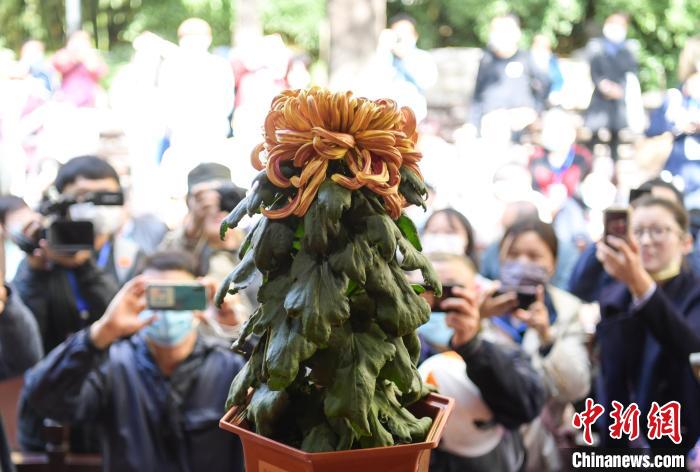 10月25日，濟(jì)南趵突泉金秋菊展“菊王”亮相。當(dāng)日，第43屆趵突泉金秋菊展“斗菊”擂臺(tái)賽開(kāi)賽?！堄?攝