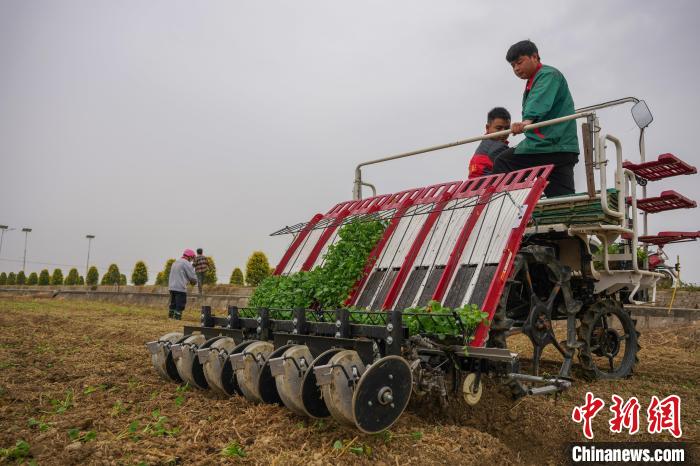 圖為南昌市安義縣農(nóng)戶正在進行油菜毯狀苗機械化育苗移栽 記者華山 攝