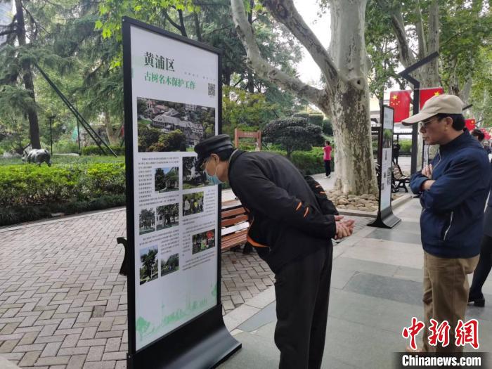 靜安公園主景道兩旁的懸鈴木都是120多年的古樹，是靜安公園的“鎮(zhèn)園之寶”。　陳靜 攝