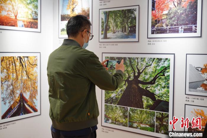 “向樹而生·相伴千年”——上海古樹名木保護(hù)主題展分為室外和室內(nèi)兩個展區(qū)?！∩虾Ｊ芯G化市容管理局供圖