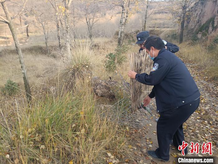 圖為民警正在對國家二級保護野生動物長耳鸮進行放飛?！』ブ补﹫D