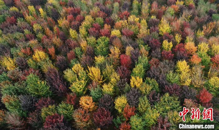 銀縷梅新品種選育、繁殖和栽培技術研發(fā)基地。　南京中山植物園供圖