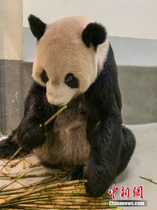 2022年11月2日，大熊貓團(tuán)團(tuán)在臺北市立動物園內(nèi)吃竹筍。圖片來源：視覺中國