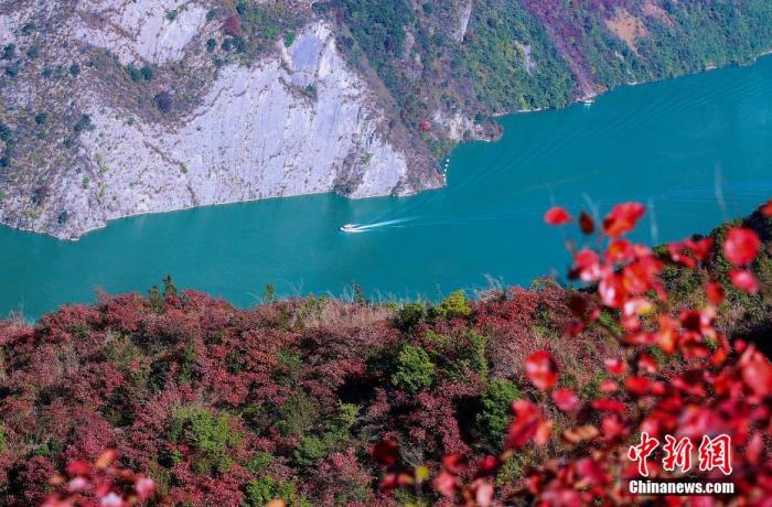 資料圖：初冬時節(jié)，巫峽兩岸層林盡染。 盧先慶 攝