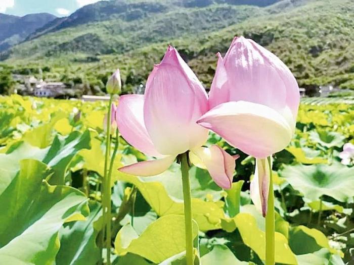 臺媒看大陸：荷花映日、竹林蔥翠——云南祿豐九渡村發(fā)展鄉(xiāng)村特色旅游