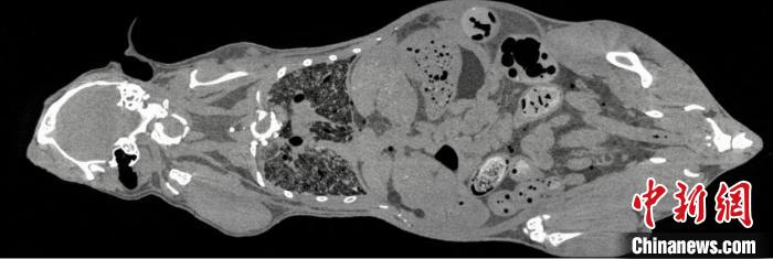 鼠全身成像。　中科院高能所 供圖
