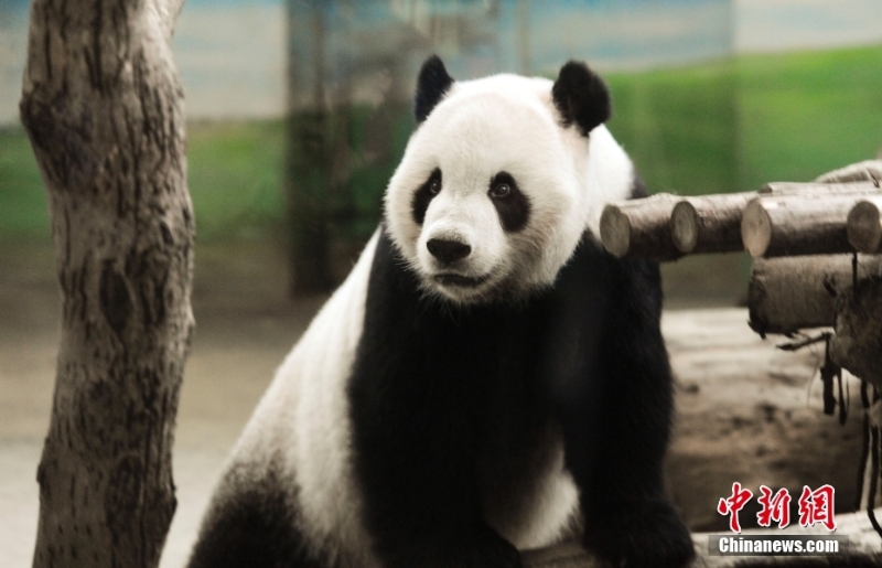 資料圖：2013年8月4日，臺(tái)北市立動(dòng)物園內(nèi)熊貓館的大熊貓“團(tuán)團(tuán)”。當(dāng)日，大熊貓寶寶“圓仔”的滿月，臺(tái)北市立動(dòng)物園熊貓館人聲鼎沸，因媽媽“圓圓”坐月子無(wú)法同大家見(jiàn)面，大熊貓爸爸“團(tuán)團(tuán)”就成了民眾參觀的目標(biāo)。<a target='_blank' href='/'>中新社</a>記者 劉震 攝