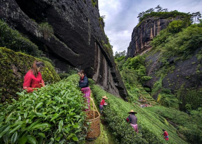 采茶工在福建武夷山茶園采茶。