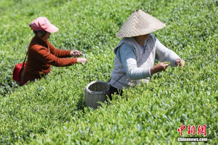 圖為兩位茶農(nóng)在云霧鎮(zhèn)鳥王村茶園采摘茶葉。 瞿宏倫 攝