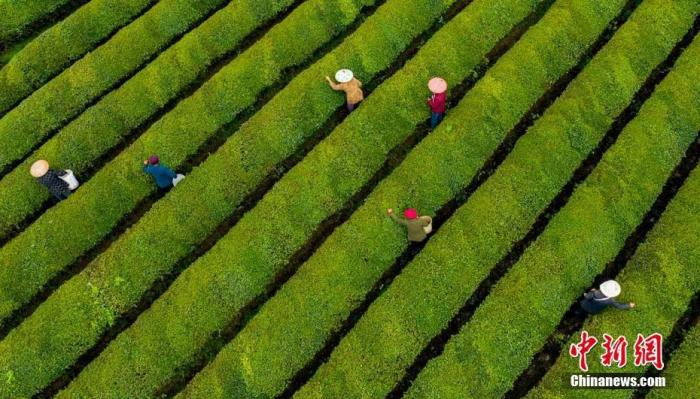 航拍江西省新余市渝水區(qū)水北鎮(zhèn)1000多畝生態(tài)茶園。 趙春亮 攝