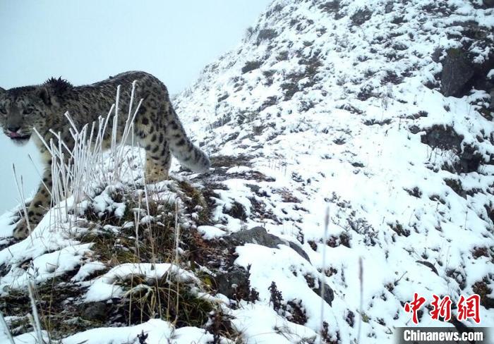 雪豹現(xiàn)身大熊貓國家公園汶川園區(qū)