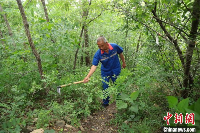 圖為張鶴珊巡護中用鐮刀開路。(資料圖) 曹建雄 攝