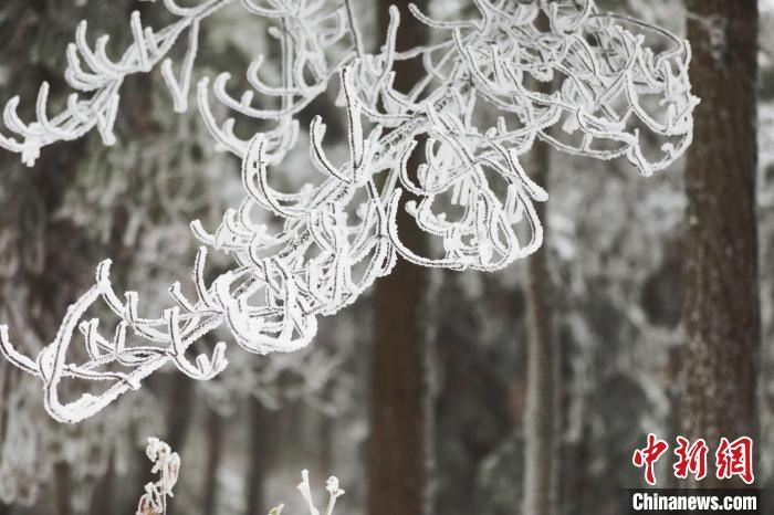 資料圖：森林在紛紛揚(yáng)揚(yáng)的大雪中變得銀裝素裹。　朱森森 攝