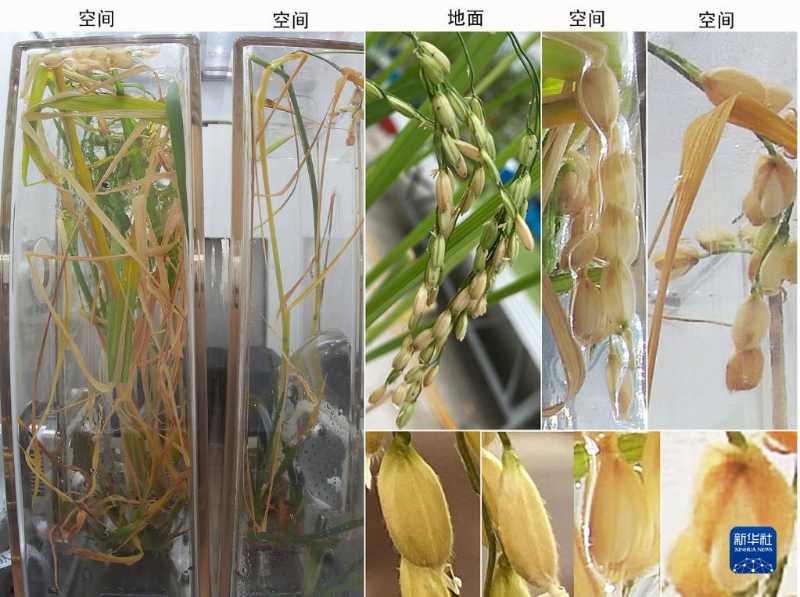 這是空間水稻原生稻和再生稻的圖片，顯示空間稻穗與穎殼張開的表型。（圖源：新華社）