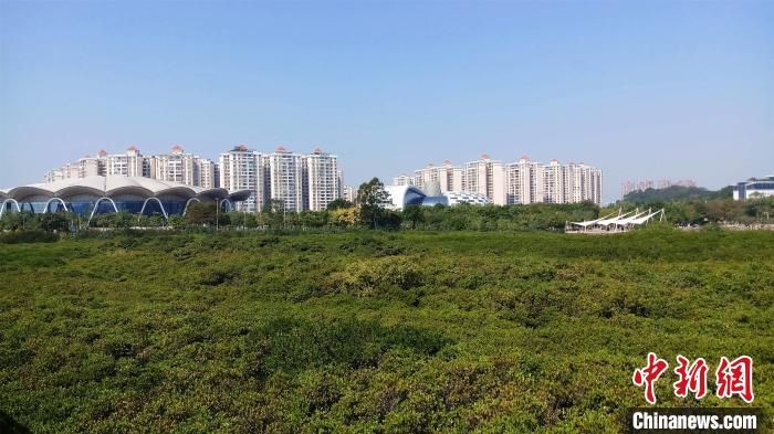 圖為防城港市北部灣海洋文化公園內(nèi)紅樹林郁郁蔥蔥?！●T抒敏 攝