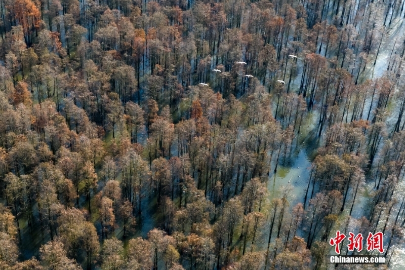 航拍“鳥類天堂”池杉湖濕地冬日壯闊生態(tài)景觀