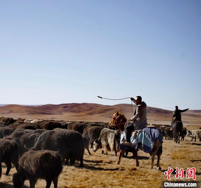 青海唯一蒙古族自治縣：牛羊壯不壯，要看草原好不好