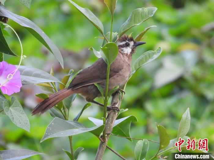 圖為鳥類白頰噪鹛?！≠F陽市委宣傳部供圖