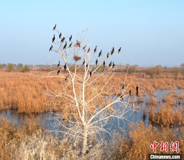 渾身黑色的鸕鶿遠望很像烏鴉，所以又稱水老鴉?！⊥蹊F良 攝