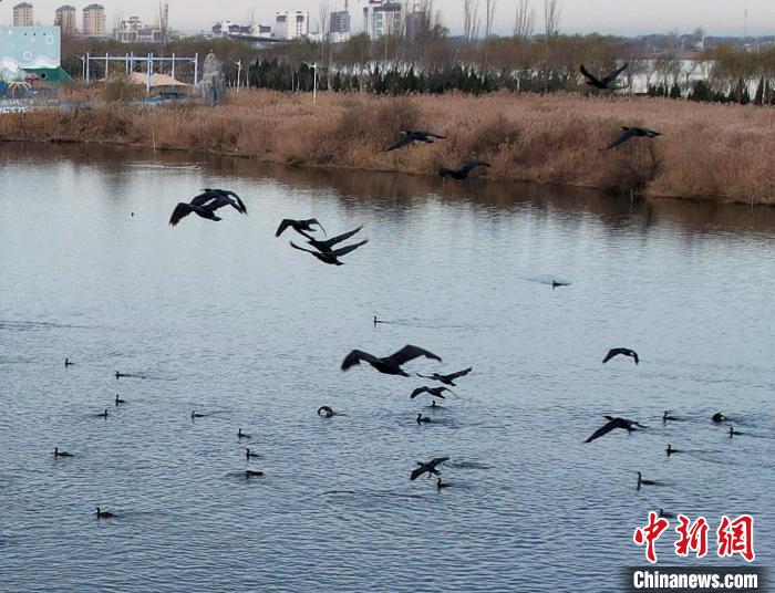 鸕鶿不但能潛水捕魚，也善于飛翔。　王鐵良 攝