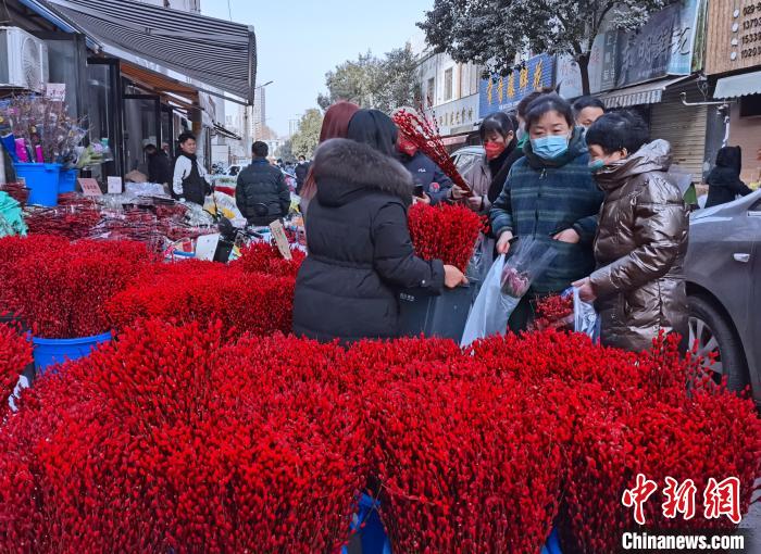 圖為春節(jié)期間的花市幾乎成為“紅色汪洋”?！钣㈢?攝