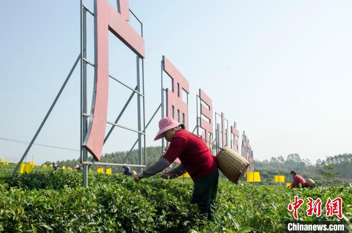 民眾在廣西靈山有機(jī)茶葉種植示范基地采茶?！〉岳顝?qiáng) 攝