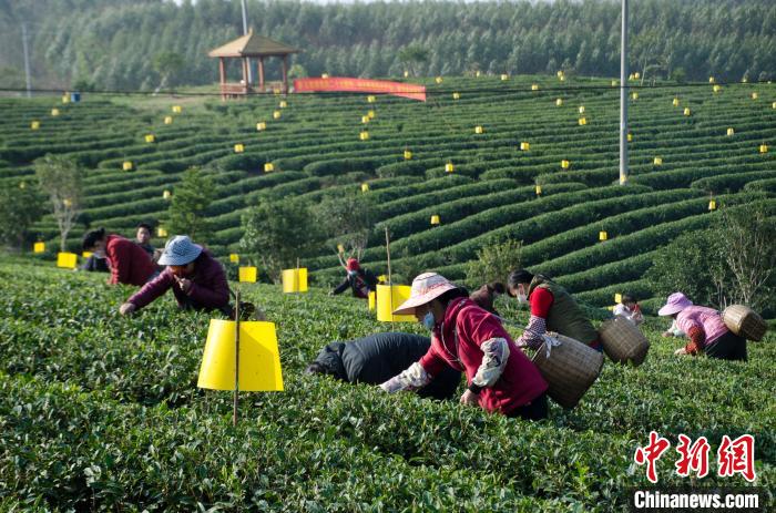 民眾在廣西靈山有機(jī)茶葉種植示范基地采茶?！〉岳顝?qiáng) 攝