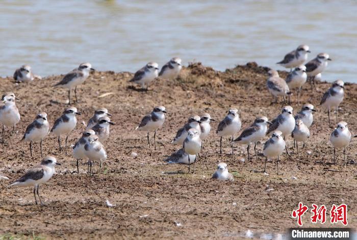 2023年海南越冬水鳥調查結果公布：黑臉琵鷺數量創(chuàng)新高