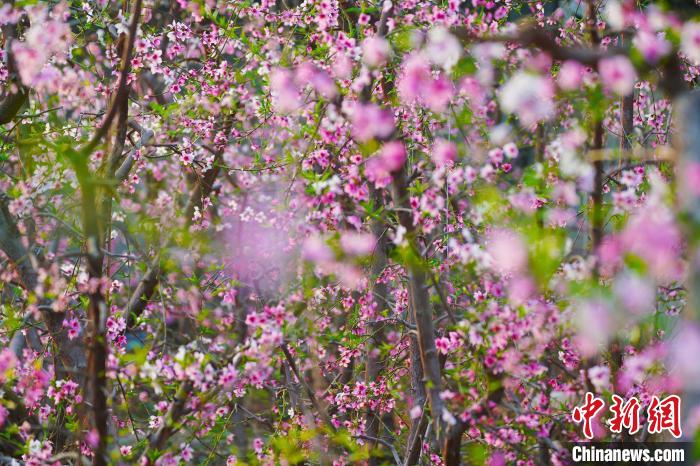 圖為盛開的桃花?！『鷩鴦P 攝