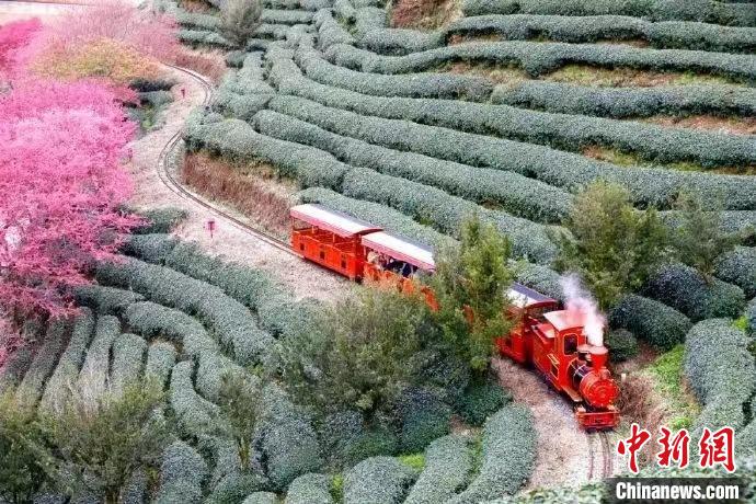 為增強(qiáng)游客體驗(yàn)，永福櫻花茶旅景區(qū)新增小火車等多種項(xiàng)目。　龍巖市融媒體中心供圖