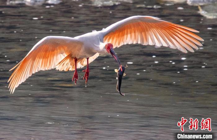 陜西漢陰：生物多樣性保護成效顯著成群朱鹮落戶安家