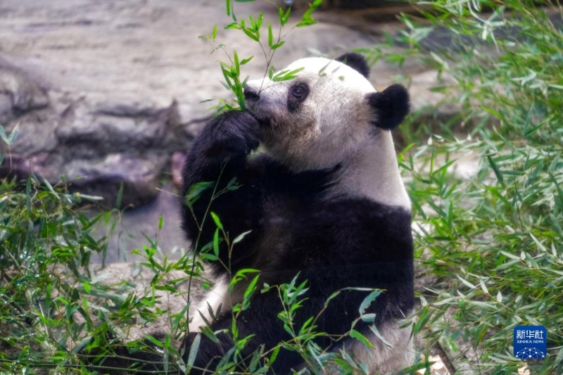 這是2月19日在日本東京上野動物園拍攝的大熊貓“香香”。（圖源：新華社）