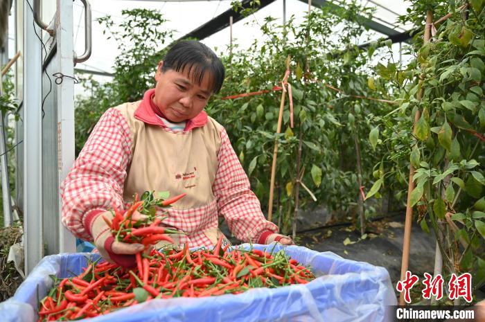 工作人員在賀州市八步區(qū)東融(供港)蔬菜基地采收辣椒。　俞靖 攝