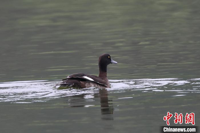 圖為鳳頭潛鴨在水中嬉戲?！⌒?shū)平 攝