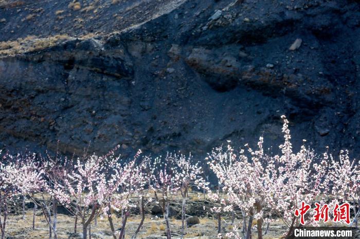 賀蘭山下盛開的山桃花?！≠囀?攝