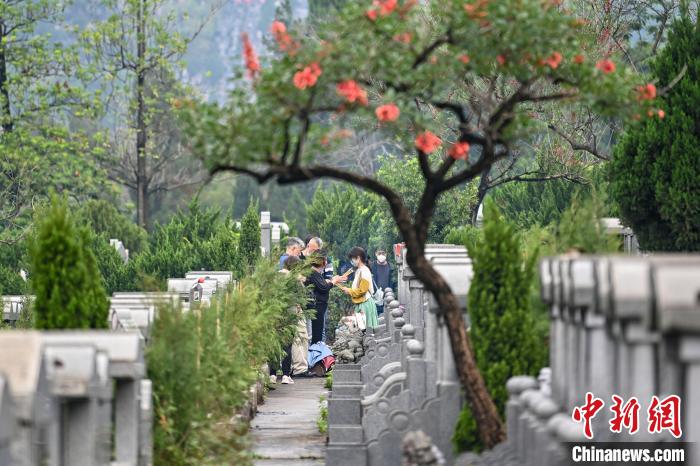 廣州市新塘華僑公墓迎來(lái)祭掃高峰 陳驥旻 攝